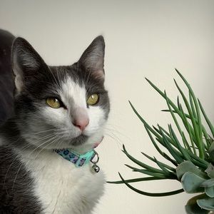 Meet your Posher, Desiree